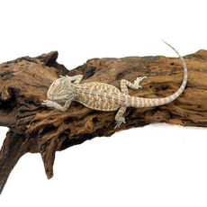 Агама бородатая Hypo het translucent  het zero (Bluebar Tiger)